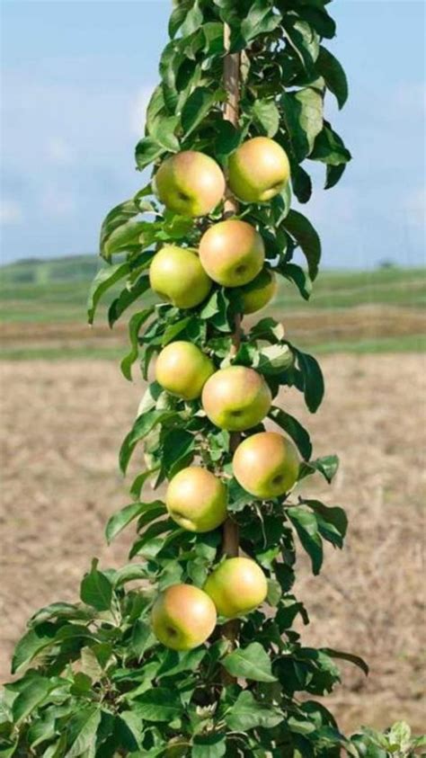 Drzewa Owocowe Odmiana Kolumnowa Sadzonki In Fruit Trees