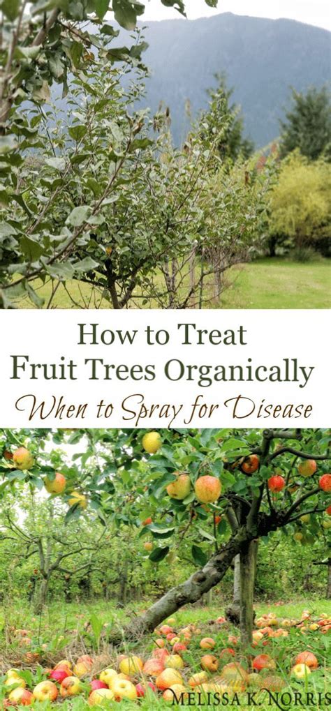 How To Treat Fruit Trees Organically When To Spray For Disease