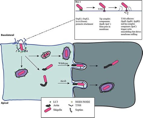 Pathogenesis of Shigella [20] | Download Scientific Diagram