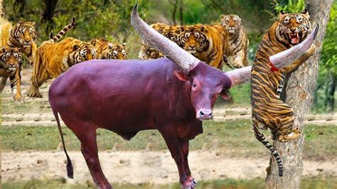 Buffalo Mother Fights With The Tiger Fiercely To Protect Calf From The