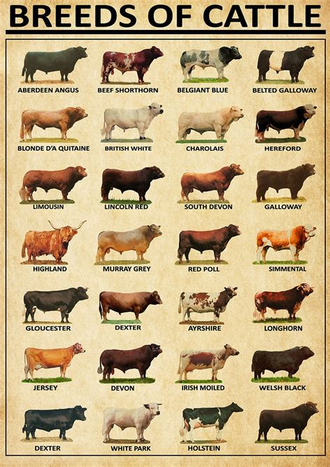 Cow Breeds, Breeds of Beef Cattle Vintage Home Decor Wall Decor - Etsy