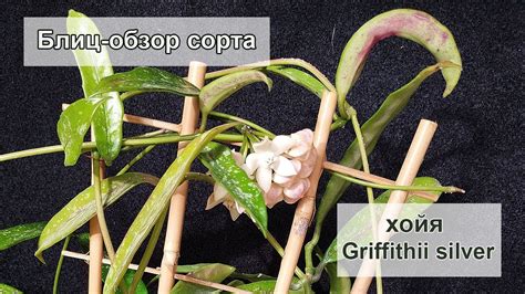 Блиц-обзор сорта - хойя Griffithii silver - YouTube