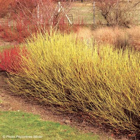 Cornus Stolonifera Flaviramea Cornouiller Blanc à Bois Jaune Vif