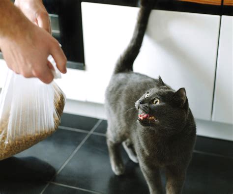 Cosquillas Pino De nada sonidos que espantan a los gatos Círculo de