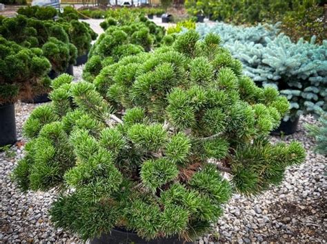 Pine Jakobsen Mugo Tree Top Nursery And Landscape Inc