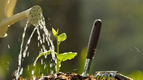 Comment Arroser Son Potager Femme Actuelle Le MAG