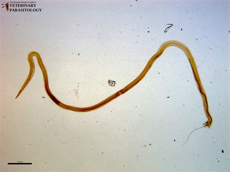 Metastrongylus Sp Roundworms Monster Hunters Guide To Veterinary Parasitology