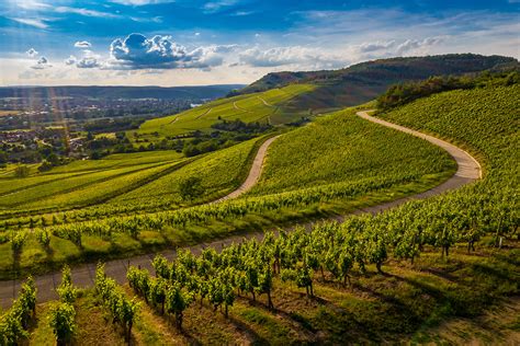 Tipos De Copas De Vino Aprende A Diferenciarlas JUST B