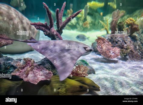 Stingray Aquarium Hi Res Stock Photography And Images Alamy