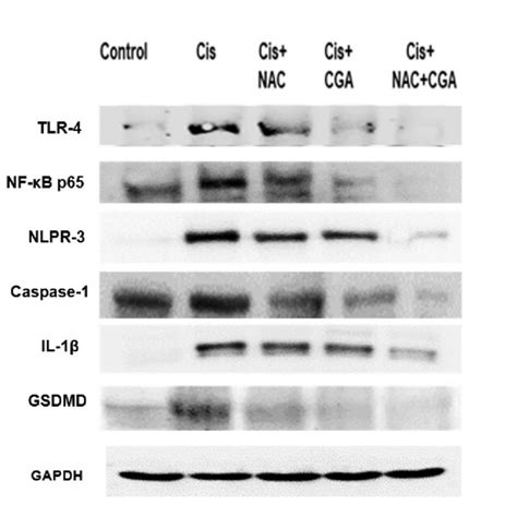 Effect Of Nac Andor Cga On The Tlr4nlpr3il 1β And Caspase 1gsdmd