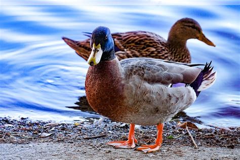 Ducks Nature Bird Free Photo On Pixabay Pixabay