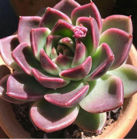 40 Echeveria Types & Care (with Pictures) | Flowersandflowerthings ...