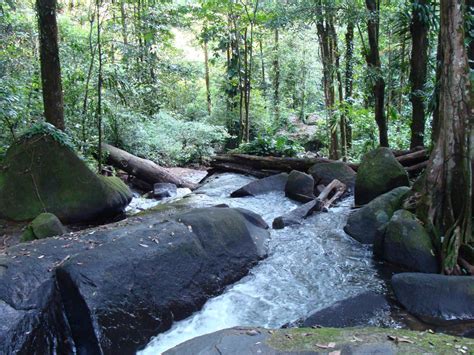 Parc Naturel Régional De Guyane Fête De La Nature