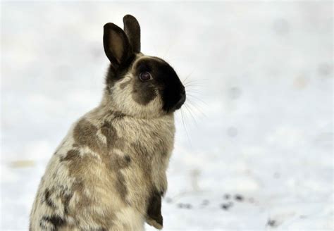 How To Keep Rabbits Warm Outside at Sandra Moody blog