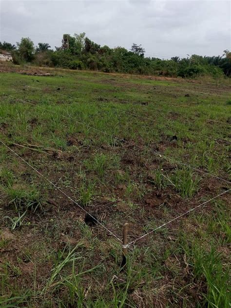 30 Acres Geniune Farmland Available 4sale In Ibadan Agriculture Nigeria