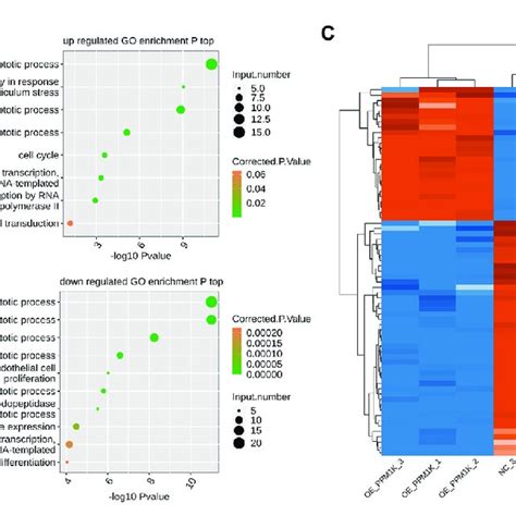 Ppm K Regulated Expression Of Apoptosis Associated Genes In Hk Cells