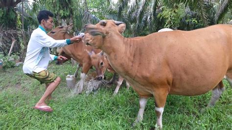 Cara Penggemukan Sapi Bali Jantan Yang Efisien Dan Mudah