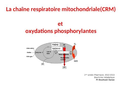 Ppt La Chaîne Respiratoire Mitochondrialecrm Et Oxydations