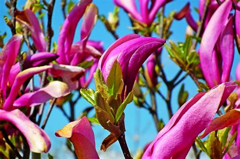 Magnolia Fleurs Le Printemps Photo Gratuite Sur Pixabay Pixabay