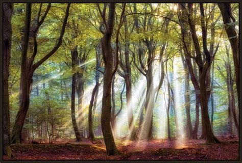 Select Art Majestic By Lars Van Der Goor