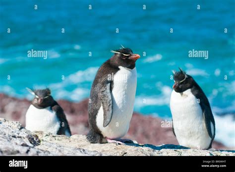 Rockhopper penguins hi-res stock photography and images - Alamy