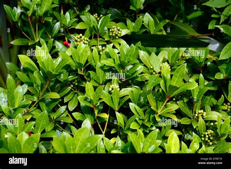 Skimmia Japonica Nymans Hojas Verdes Arbustos Perennes De Follaje Denso