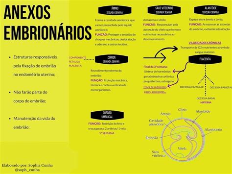 Anexos Embrionarios Mapa Mental BRAINCP