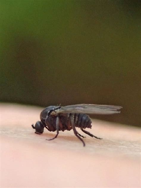 Biting Gnatblack Fly Control Metropolitan Mosquito Control District