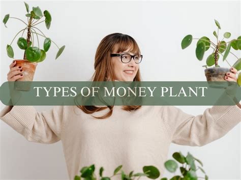 9 Types Of Money Plants