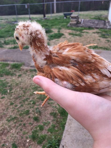 Hen Or Rooster Isa Brown 4 Weeks Old Backyard Chickens Learn How