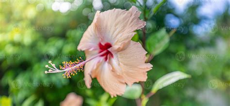 Romantic colorful beautiful hibiscus flower in nature, flower leaf and