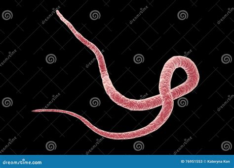 Parasite Ascaris Lumbricoides Royalty Free Cartoon 76951553