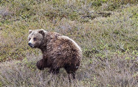 Hunter Survives Brown Bear Attack and a Gunshot Wound on Kenai ...