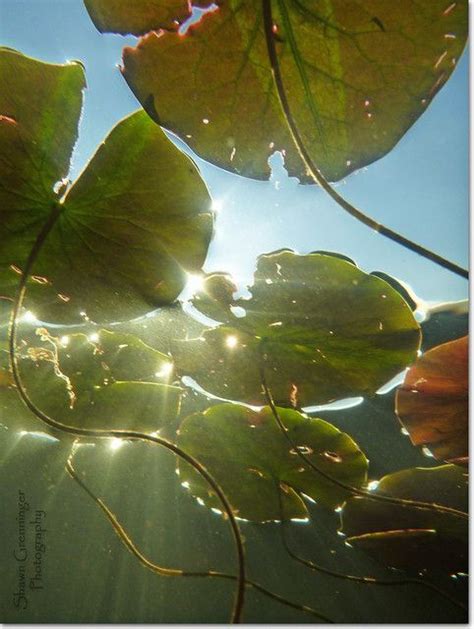 Under The Lily Pads Nature Photography Nature Aesthetic Aesthetic