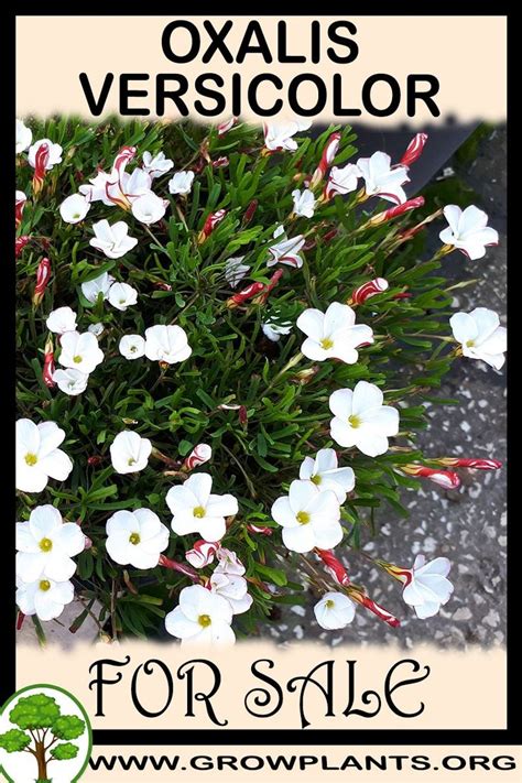 Oxalis Versicolor For Sale Grow Plants Gardening All Need To Know