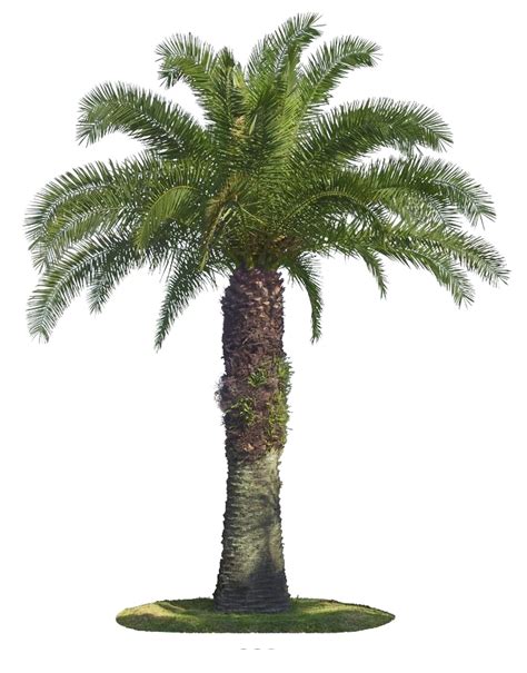 Tree Arecaceae Coconut Palm Tree Png Download 650830 Free