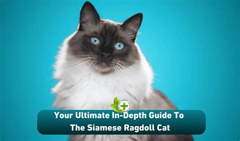 Your Ultimate In-Depth Guide To The Siamese Ragdoll Cat - Ulti Health Guide