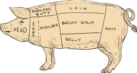 Vintage Pork Meat Cut Map Drawing Pork Neck Bacon Strip Vector Pork