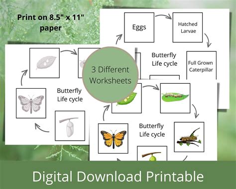 Butterfly Life Cycle Label Cut And Paste Activity Worksheets For