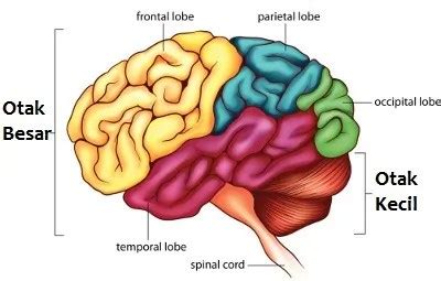 Cara Memperbaiki Memori Otak Anda