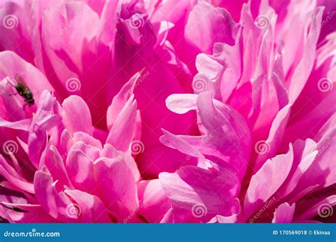 Peony Or Paeony Is A Flowering Plant In The Genus Paeonia The Only One