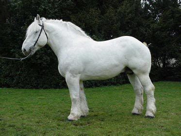 Boulonnais Horse Breed Information, History, Videos, Pictures