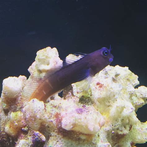 #arrecife #marino #marine #reef #ecseniusbicolor #ecsenius # ...