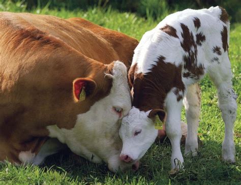 10 Cute Cow Pictures