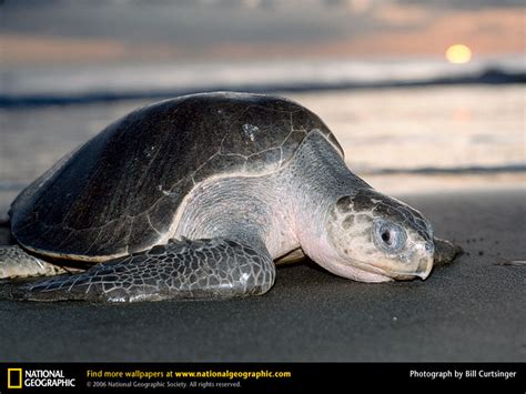 Biología Extraordinaria La Tortuga Golfina