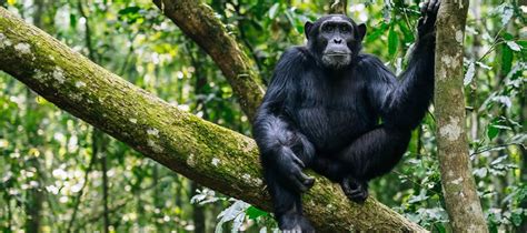 Kibira National Park | Burundi Wildlife Safari Destinations