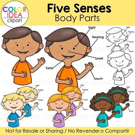 Five Senses Body Parts Made By Teachers