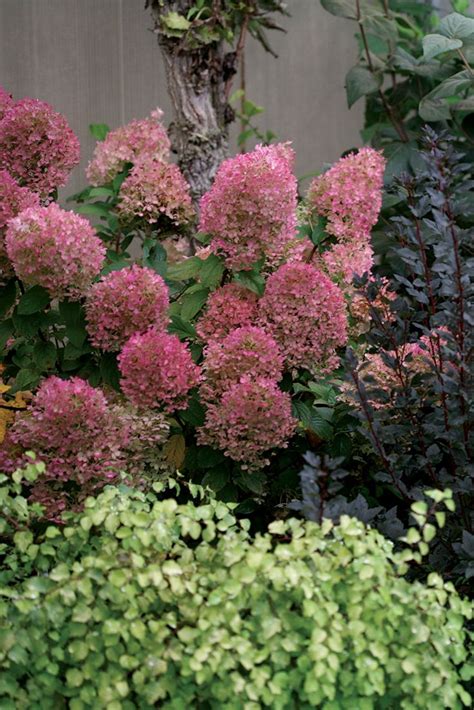 The Wine Hued Blooms Of Petite Bobo® Hydrangea Makes A Splash In The