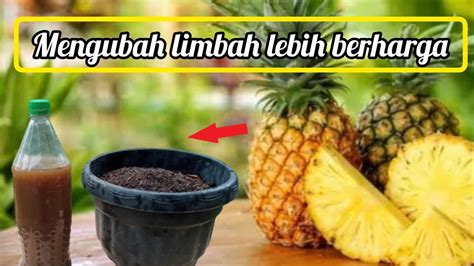 Jangan Di Buang Manfaat Kulit Nanas Menjadi Kompos Super Dan Pupuk