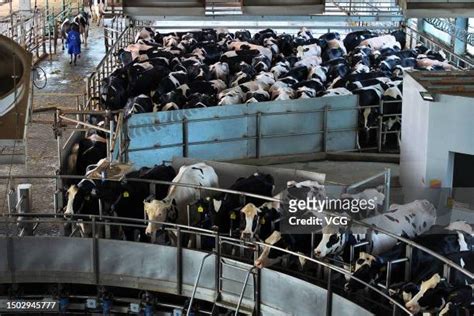 China Farm Dairy Photos And Premium High Res Pictures Getty Images